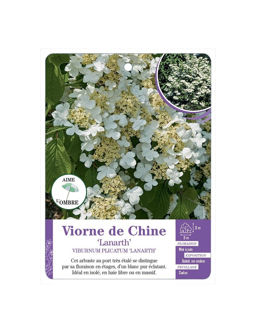VIBURNUM PLICATUM LANARTH voir Viorne de Chine