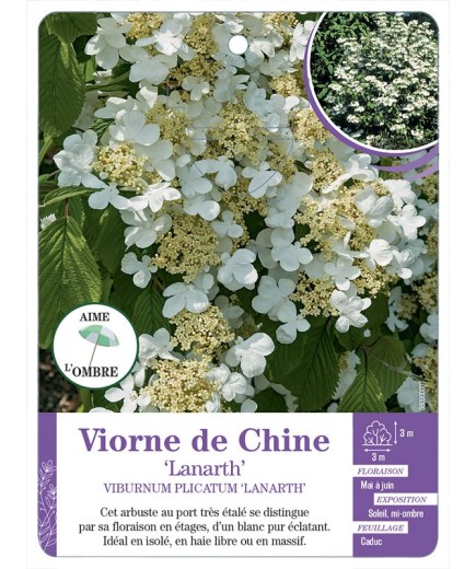 VIBURNUM PLICATUM LANARTH voir Viorne de Chine