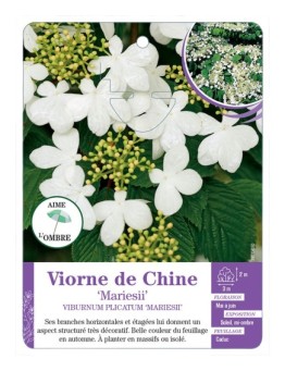 VIBURNUM PLICATUM MARIESII voir Viorne de Chine