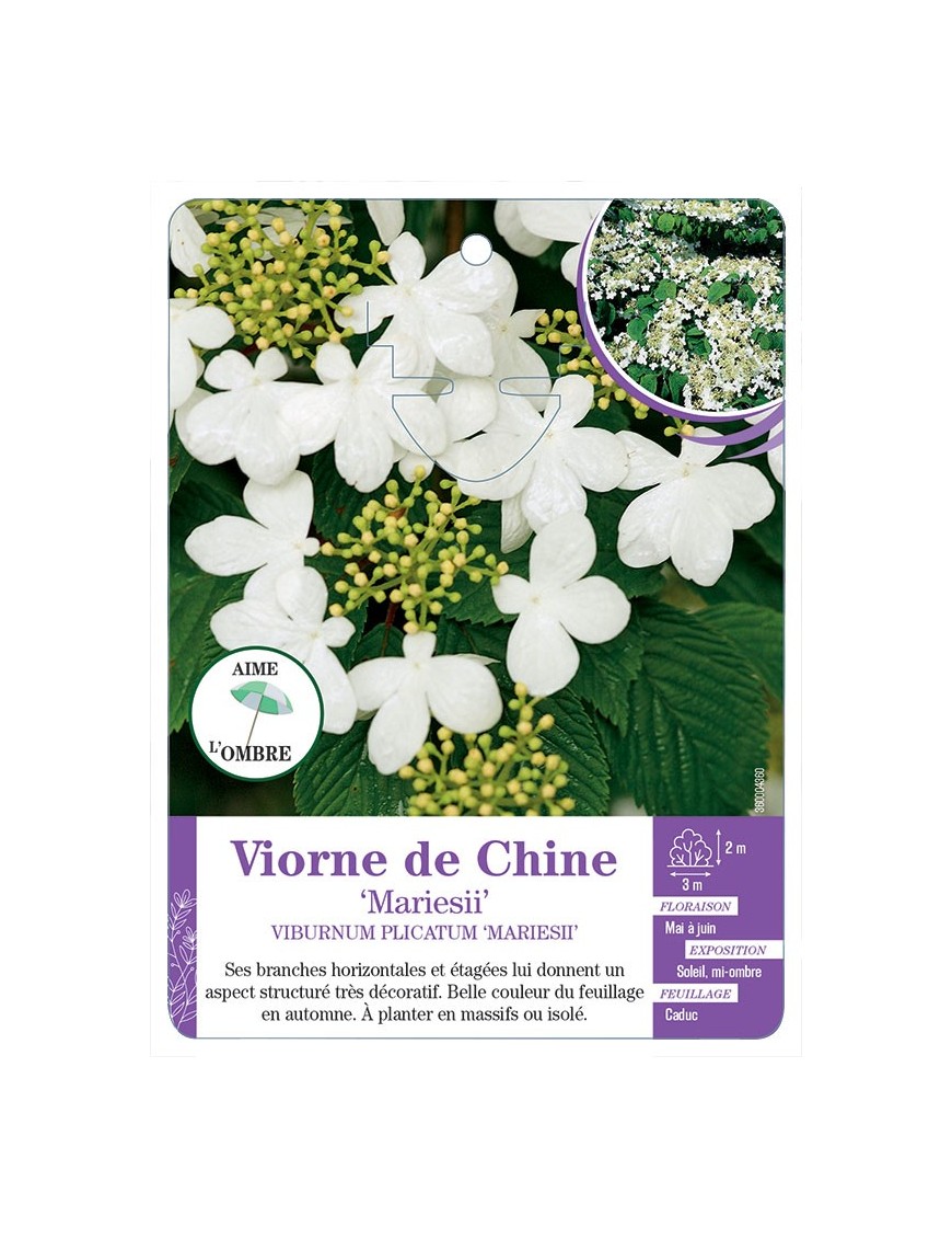 VIBURNUM PLICATUM MARIESII voir Viorne de Chine