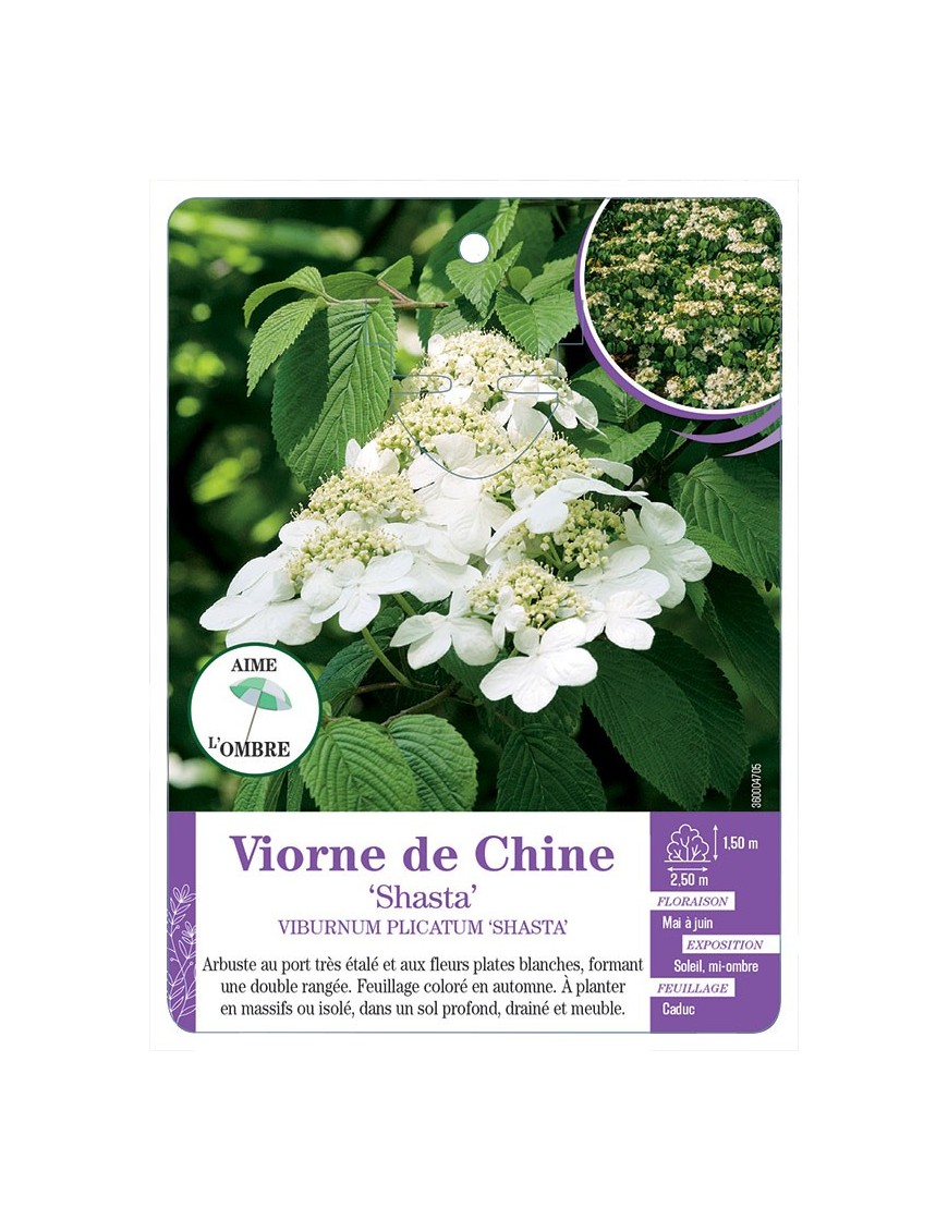 VIBURNUM PLICATUM SHASTA voir Viorne de Chine