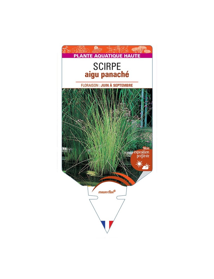 SCHOENOPLECTUS lacustris Albescens voir Scirpe aigu panaché