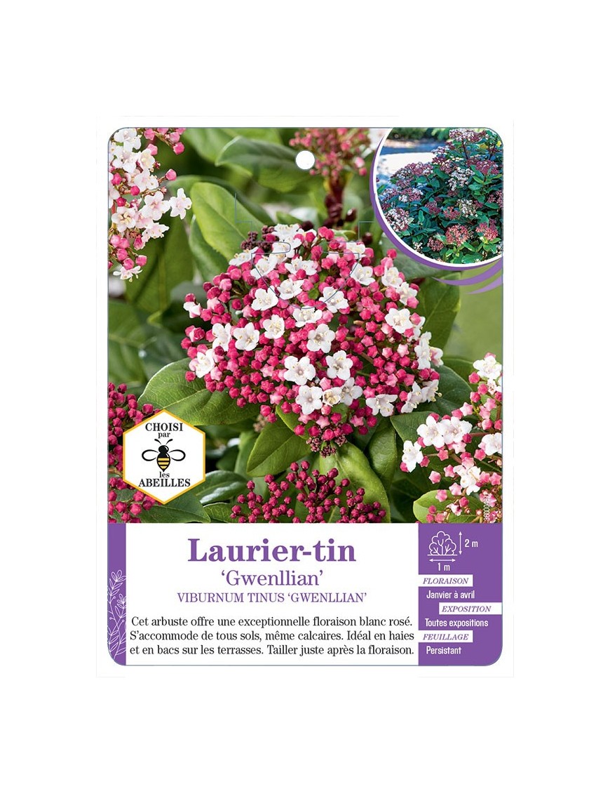 VIBURNUM TINUS GWENLLIAN voir Laurier-tin