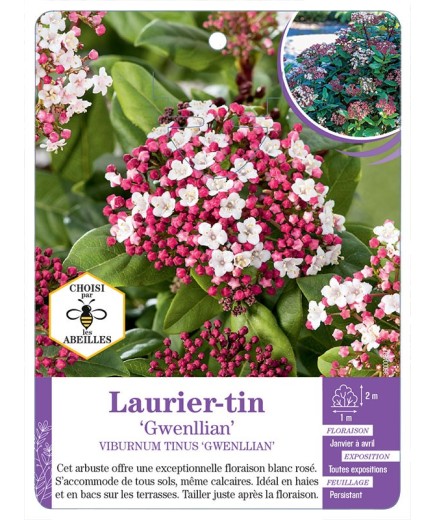 VIBURNUM TINUS GWENLLIAN voir Laurier-tin