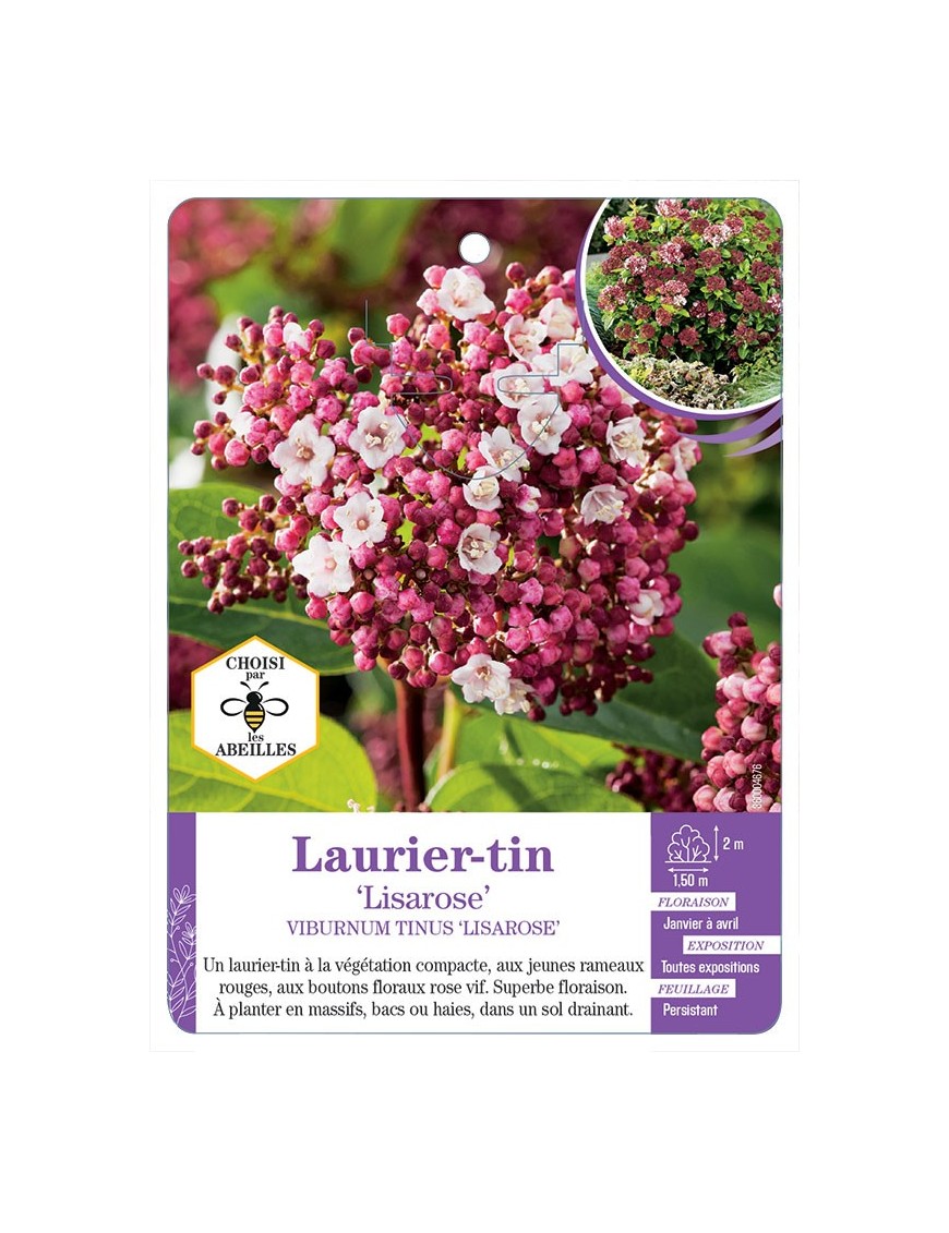 VIBURNUM TINUS LISAROSE voir Laurier-tin