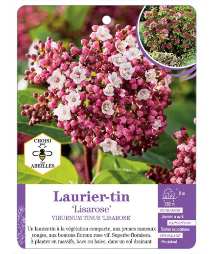VIBURNUM TINUS LISAROSE voir Laurier-tin