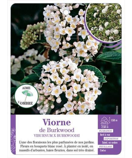 VIBURNUM X BURKWOODII voir Viorne de Burkwood