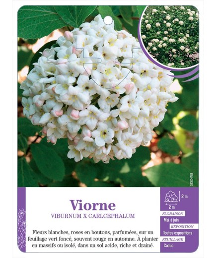 VIBURNUM X CARLCEPHALUM voir Viorne