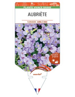 AUBRIÈTE (bleu clair) *