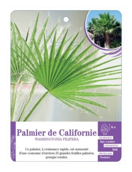 WASHINGTONIA FILIFERA voir Palmier de Californie