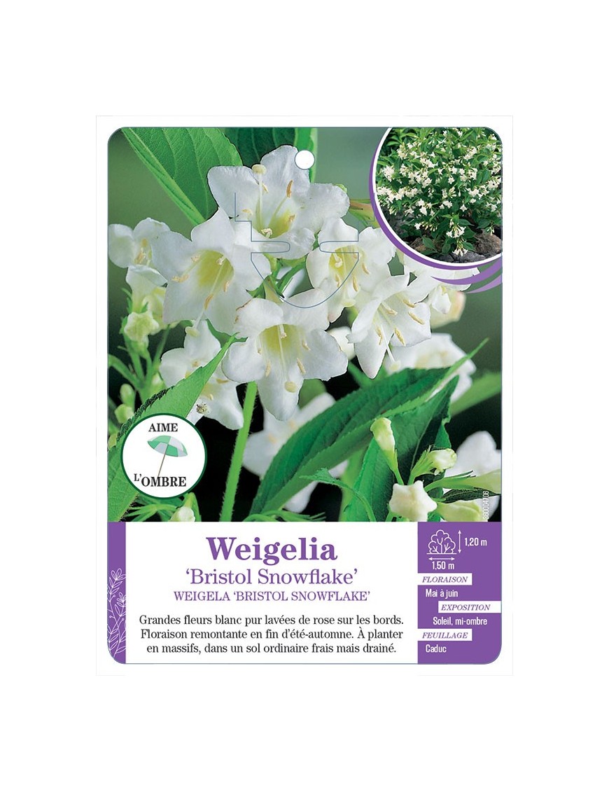 WEIGELA BRISTOL SNOWFLAKE