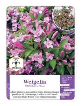 WEIGELA FLORIDA (rose)