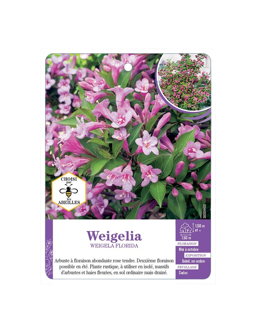 WEIGELA FLORIDA (rose)