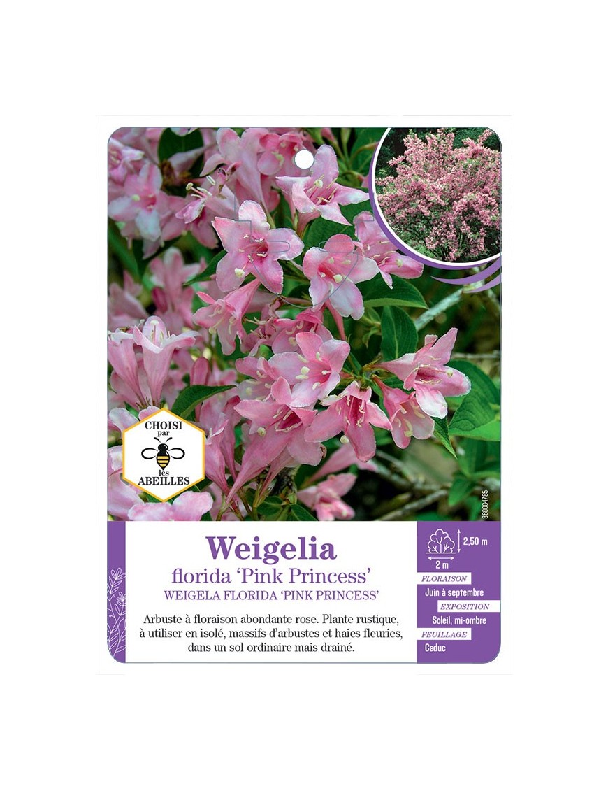 WEIGELA FLORIDA PINK PRINCESS