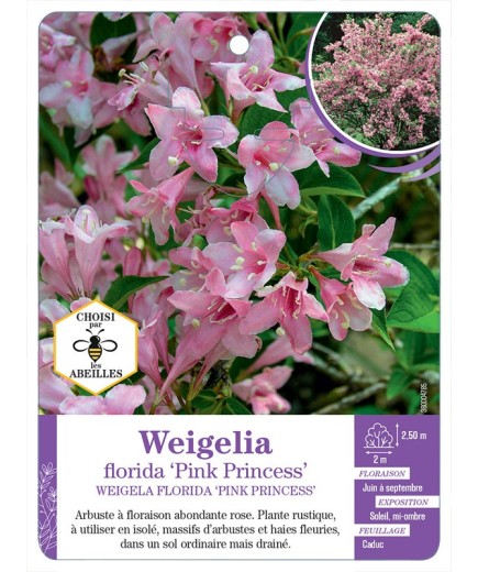 WEIGELA FLORIDA PINK PRINCESS