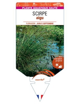 SCHOENOPLECTUS lacustris voir Scirpe aigu