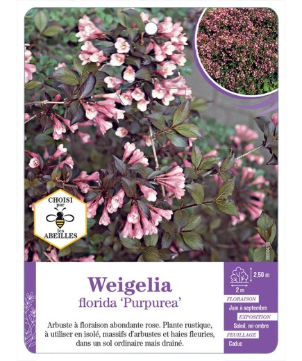 WEIGELA FLORIDA PURPUREA