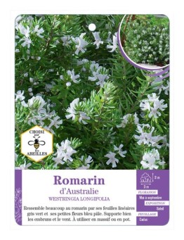 WESTRINGIA LONGIFOLIA voir Romarin d’Australie