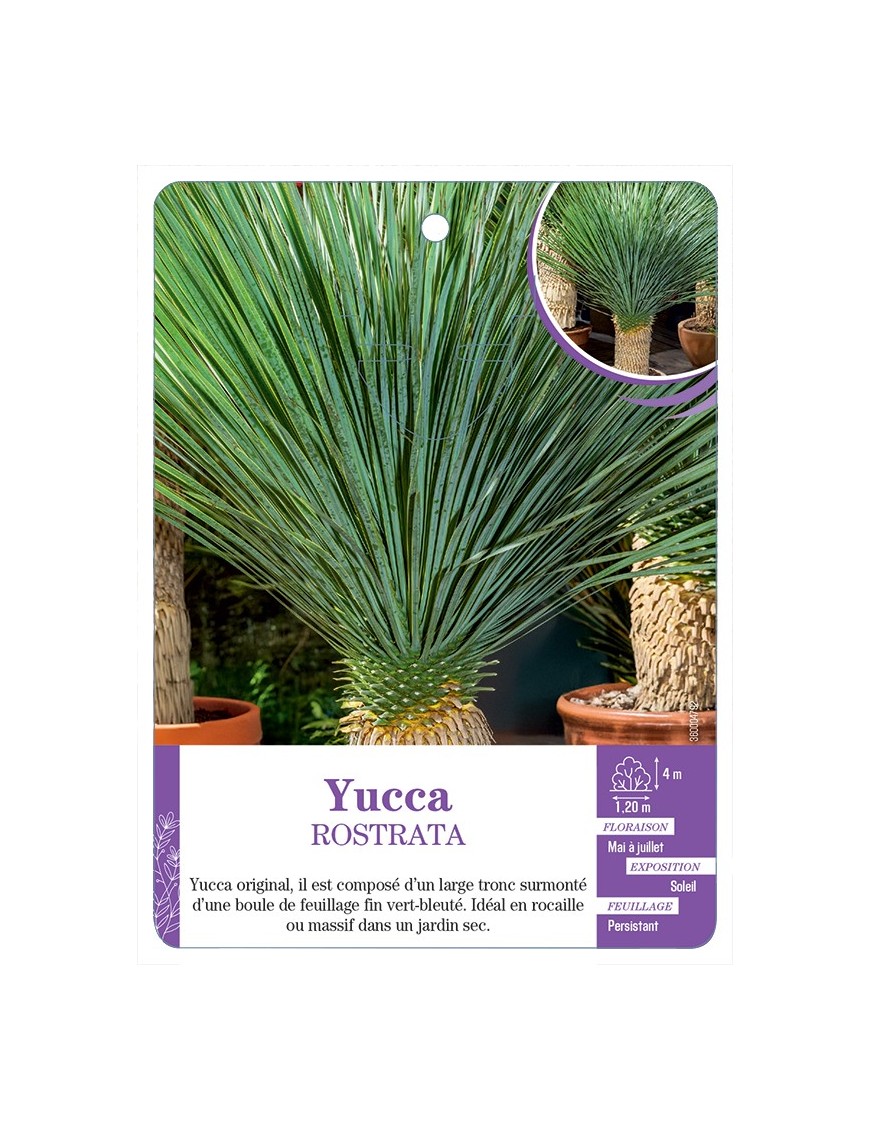 YUCCA ROSTRATA