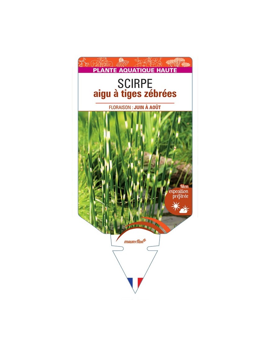 SCHOENOPLECTUS tabernaemontani Zebrinus voir Scirpe aigu à tiges zébrées
