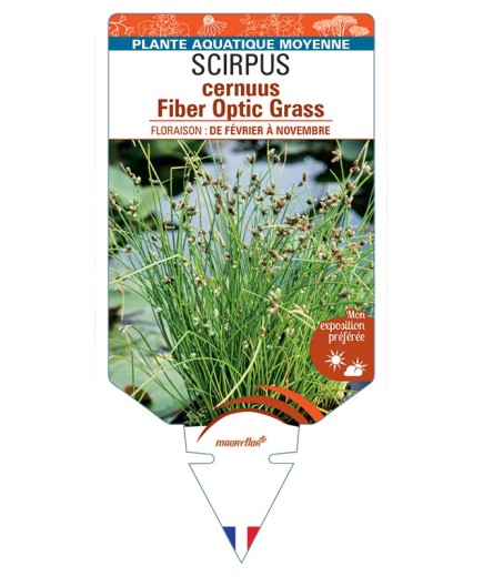 SCIRPUS cernuus Fiber Optic Grass