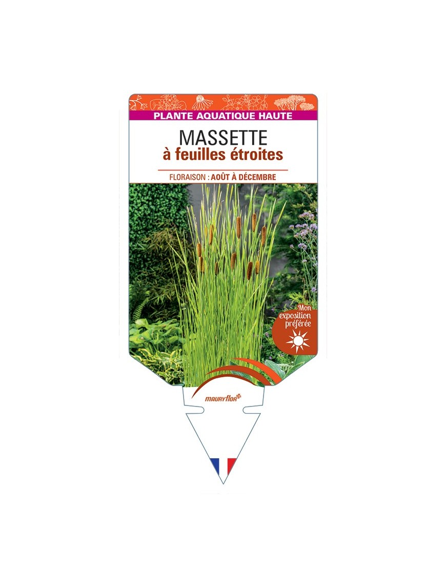 TYPHA angustifolia voir Massette à feuilles étroites