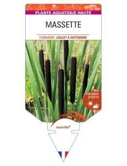 TYPHA latifolia voir Massette (longue)