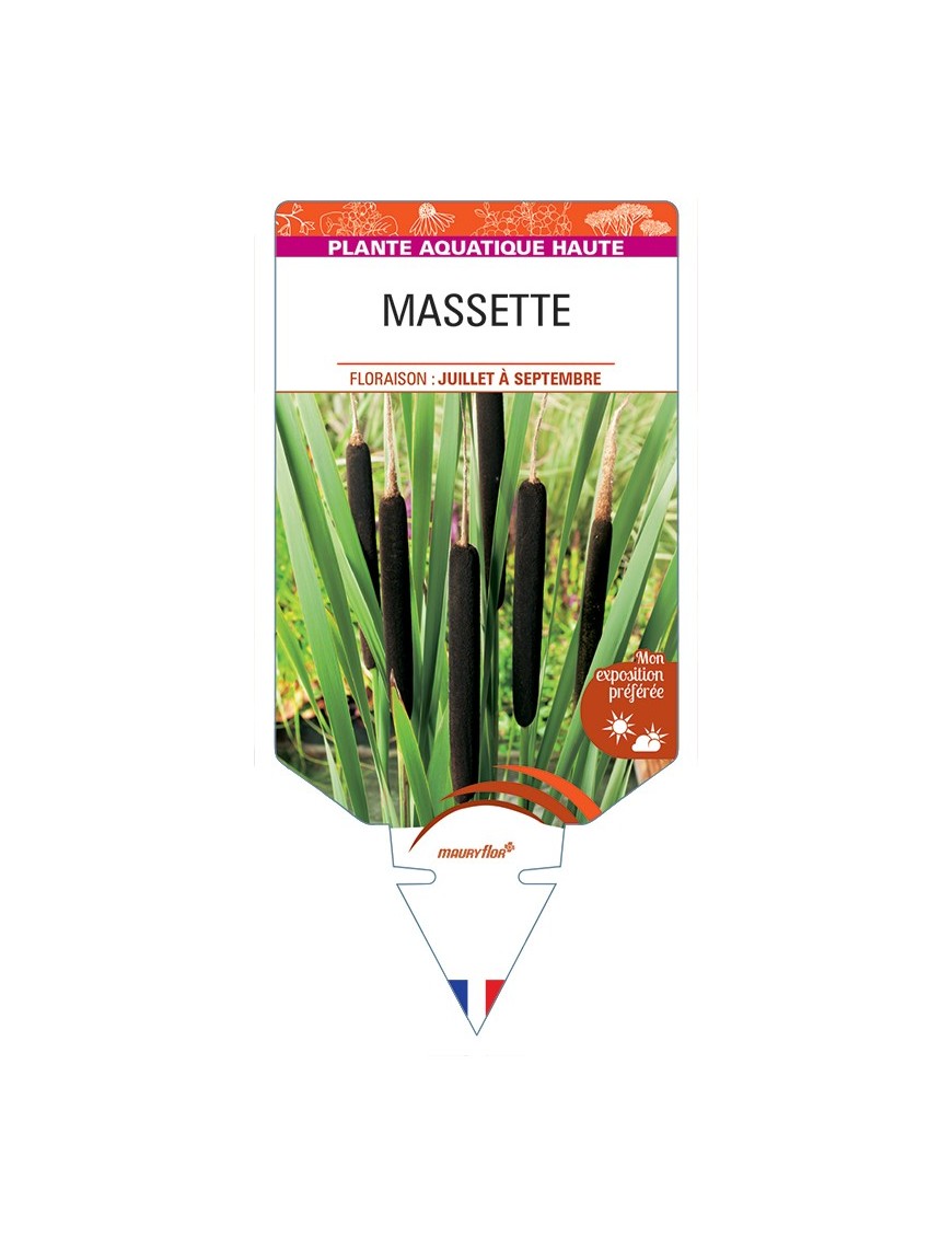 TYPHA latifolia voir Massette (longue)