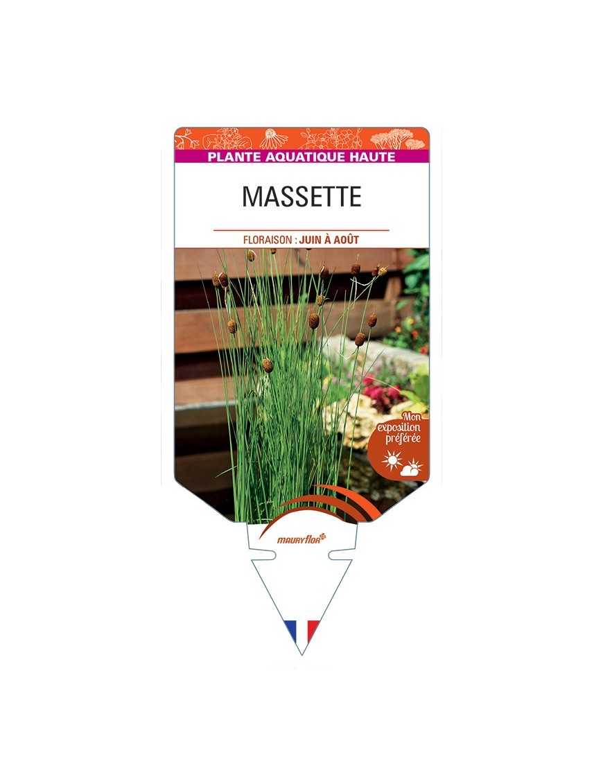 TYPHA minima voir Massette (ronde)