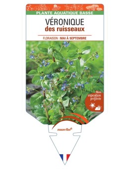 VERONICA beccabunga voir Véronique des ruisseaux