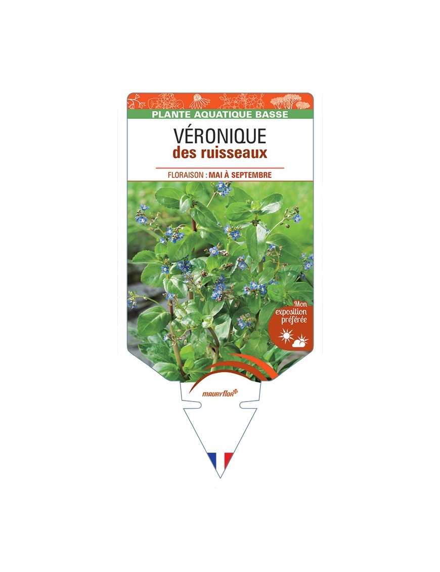 VERONICA beccabunga voir Véronique des ruisseaux