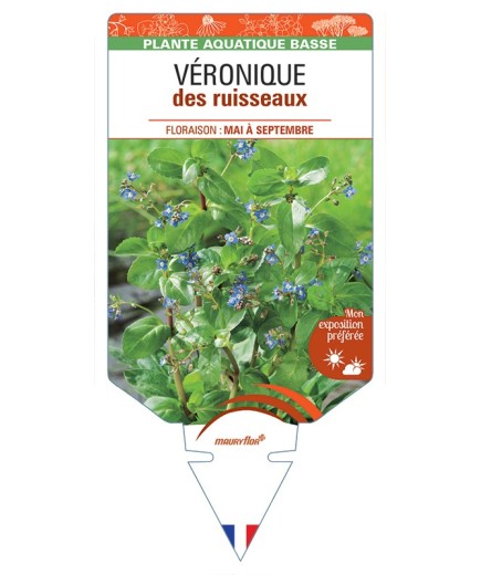 VERONICA beccabunga voir Véronique des ruisseaux