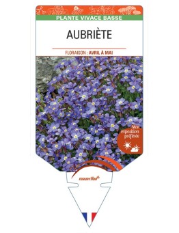 AUBRIÈTE (bleu)