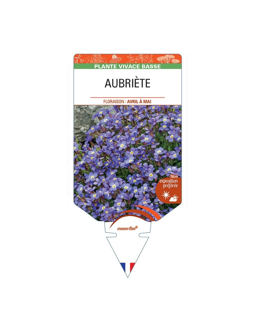 AUBRIÈTE (bleu)