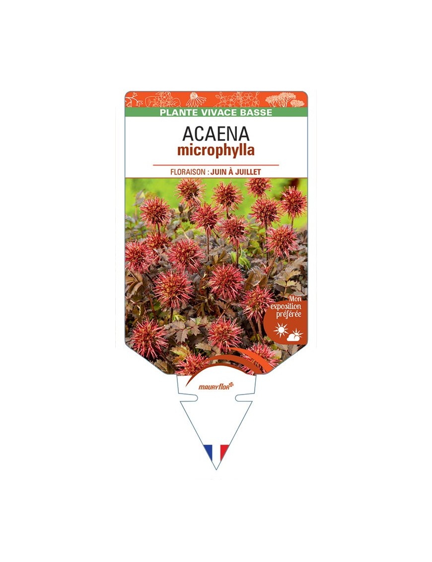 ACAENA MICROPHYLLA (à petites feuilles)