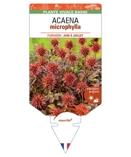 ACAENA MICROPHYLLA (à petites feuilles)