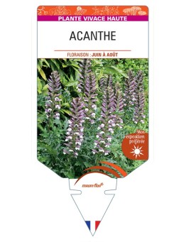 ACANTHUS spinosus voir Acanthe