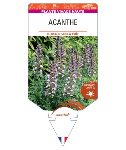 ACANTHUS spinosus voir Acanthe