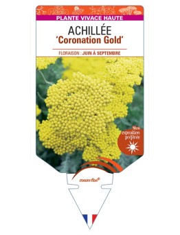 ACHILLEA (filipendulina) Coronation Gold