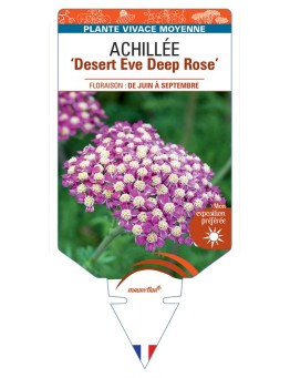ACHILLEA (millefolium) Desert Eve Deep Rose