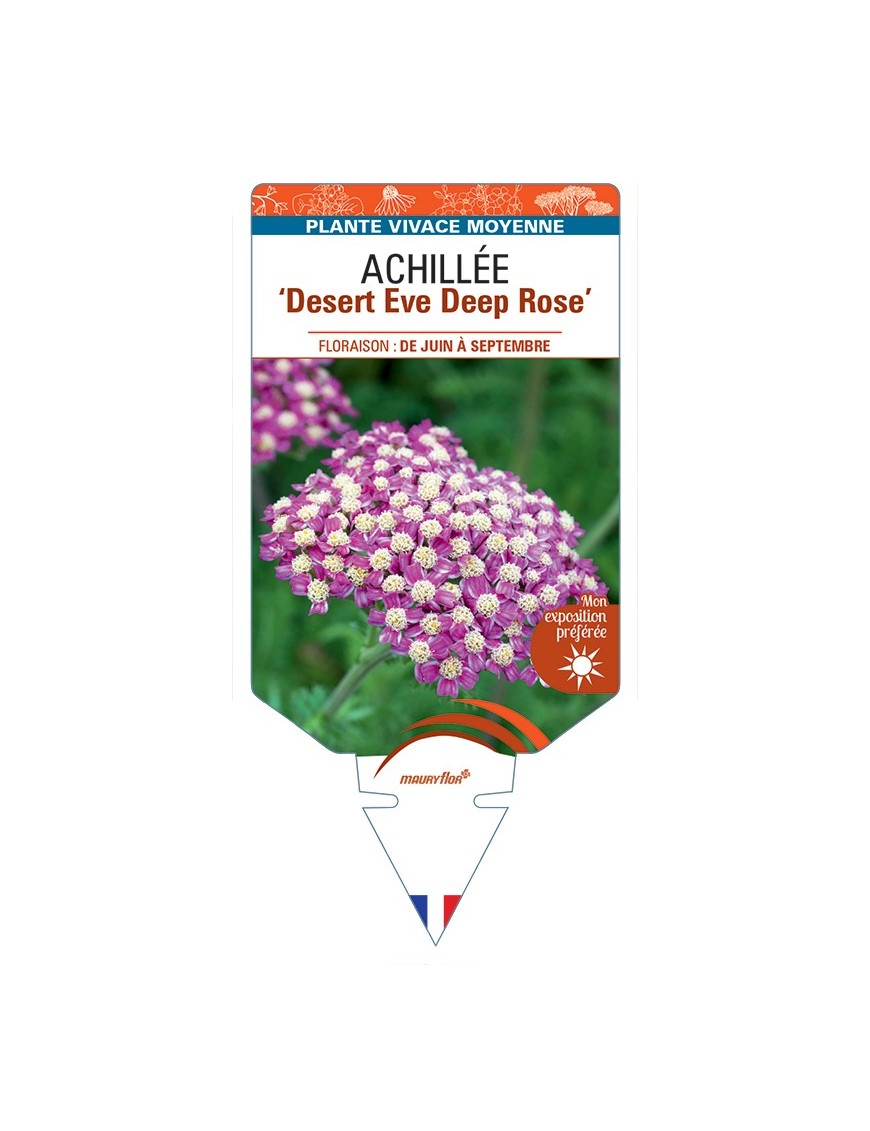 ACHILLEA (millefolium) Desert Eve Deep Rose