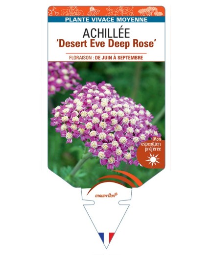 ACHILLEA (millefolium) Desert Eve Deep Rose
