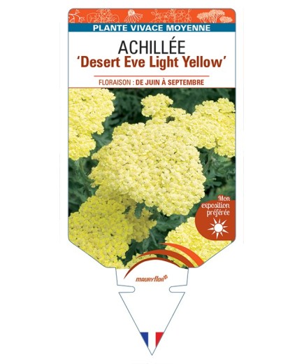 ACHILLEA (millefolium) Desert Eve Light Yellow