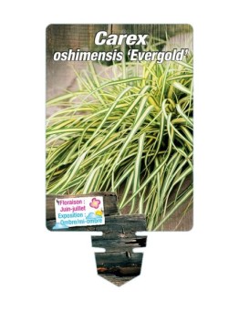CAREX oshimensis 'Evergold' *