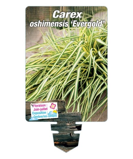 CAREX oshimensis 'Evergold' *