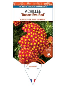 ACHILLEA (millefolium) Desert Eve Red