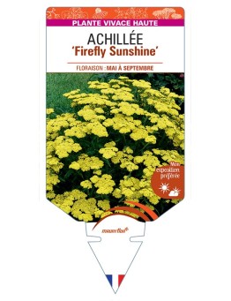 ACHILLEA (millefolium) Firefly Sunshine
