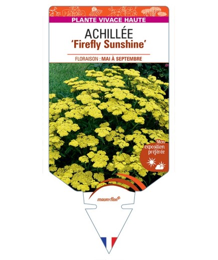 ACHILLEA (millefolium) Firefly Sunshine