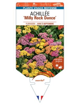 ACHILLEA (millefolium) Milly Rock Dance