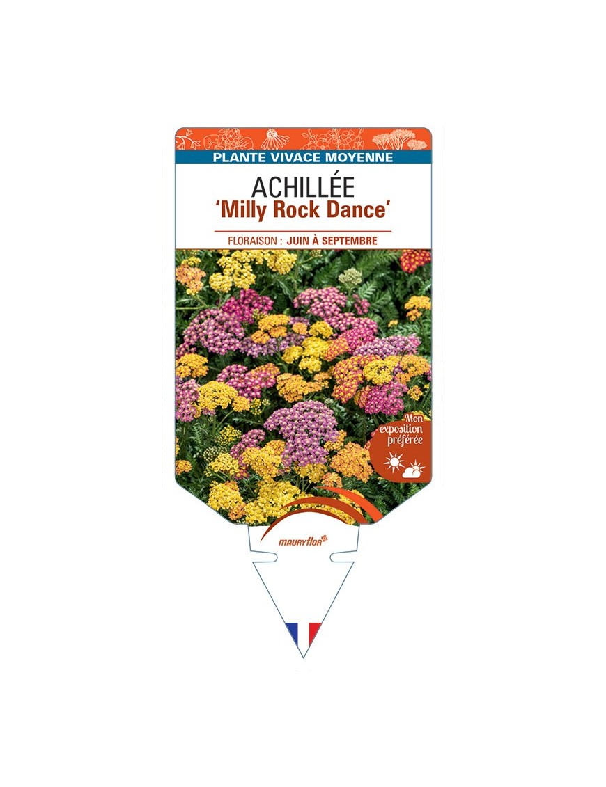 ACHILLEA (millefolium) Milly Rock Dance